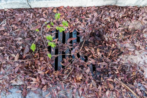 Cost of Yard Drain Unclogging in Phoenix